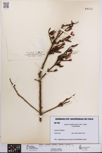 Ligaria cuneifolia [Espécimen: UCH:EIF:0000452]