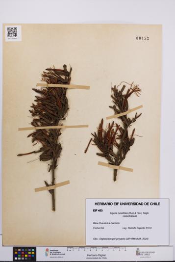 Ligaria cuneifolia [Espécimen: UCH:EIF:0000453]