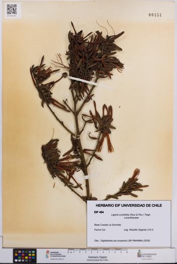 Ligaria cuneifolia [Espécimen: UCH:EIF:0000454]