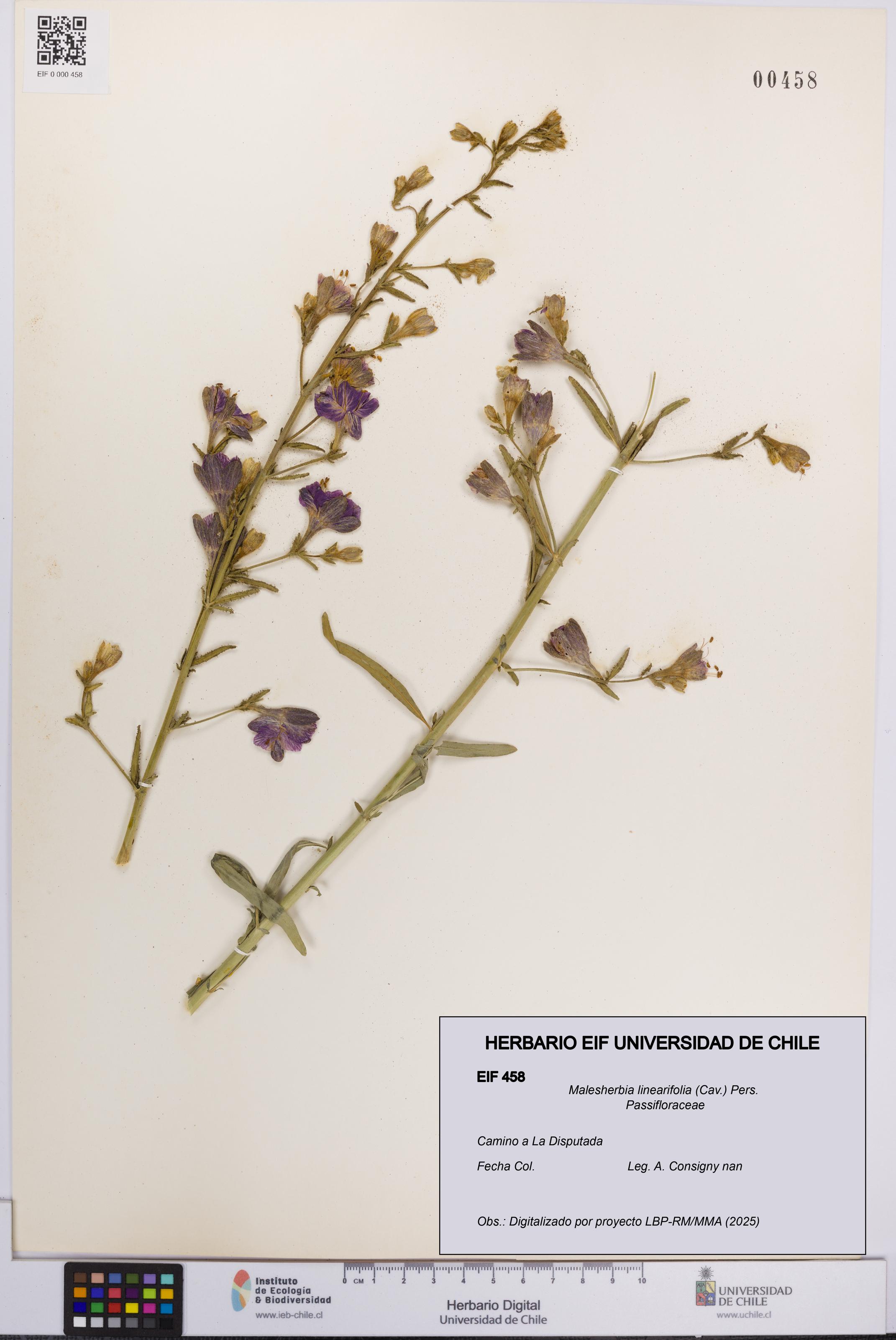 Malesherbia linearifolia [Espécimen: UCH:EIF:0000458]
