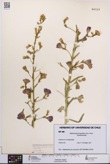 Malesherbia linearifolia [Espécimen: UCH:EIF:0000459]