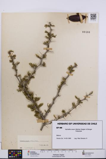 Vachellia caven [Espécimen: UCH:EIF:0000466]