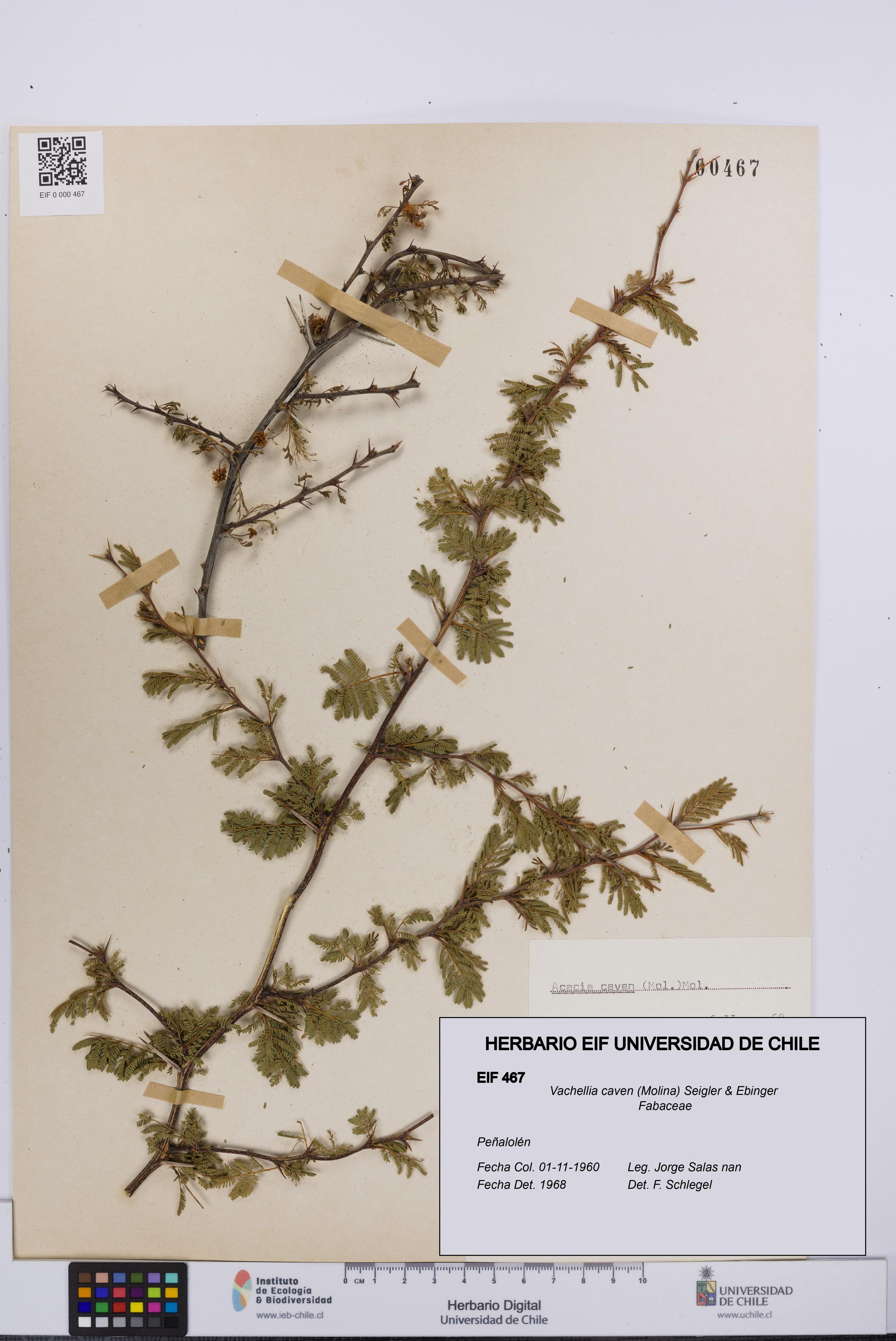 Vachellia caven [Espécimen: UCH:EIF:0000467]