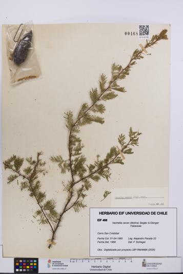 Vachellia caven [Espécimen: UCH:EIF:0000468]