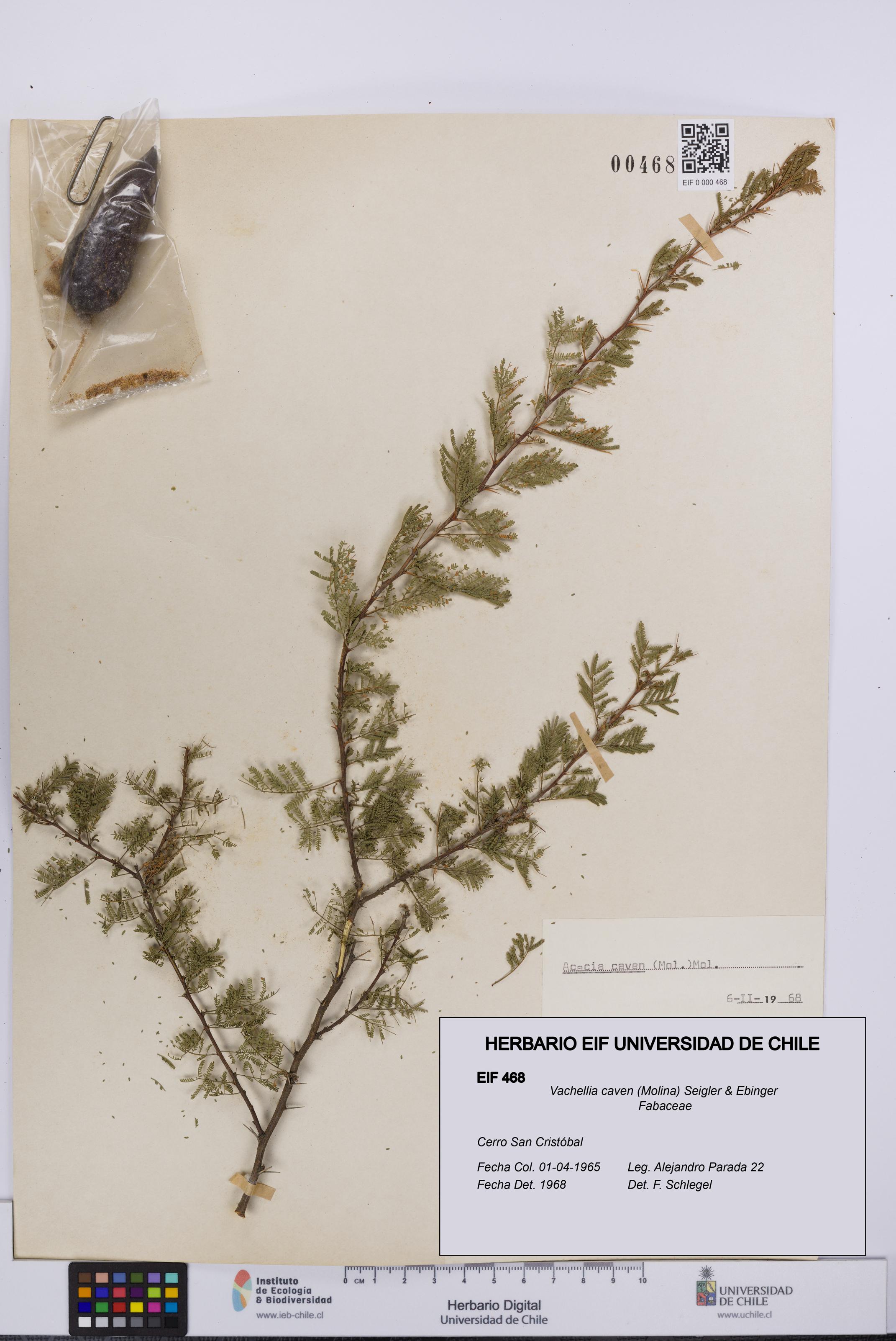Vachellia caven [Espécimen: UCH:EIF:0000468]