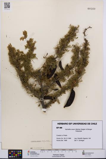 Vachellia caven [Espécimen: UCH:EIF:0000469]