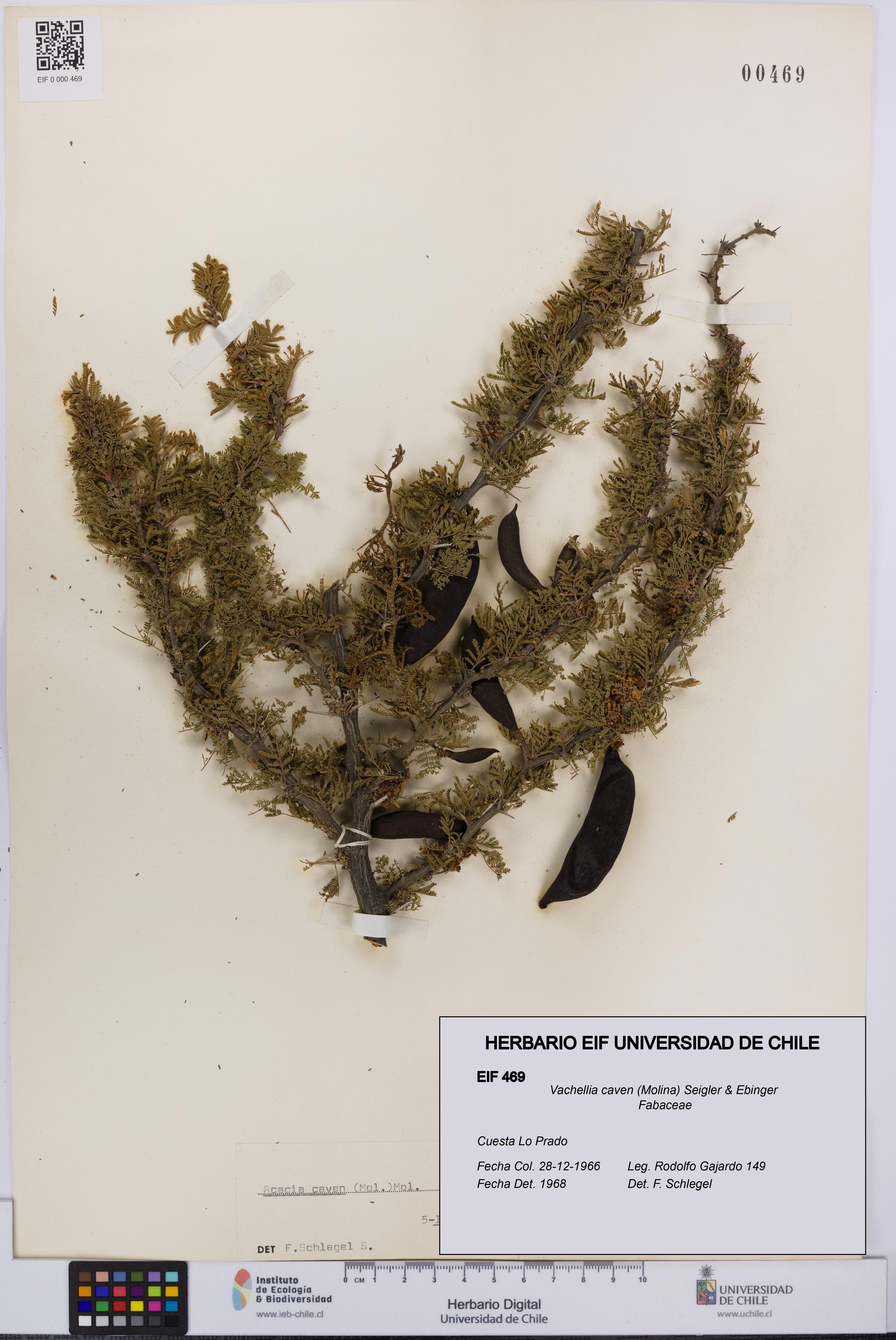 Vachellia caven [Espécimen: UCH:EIF:0000469]