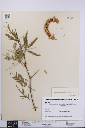 Neltuma chilensis [Espécimen: UCH:EIF:0000484]