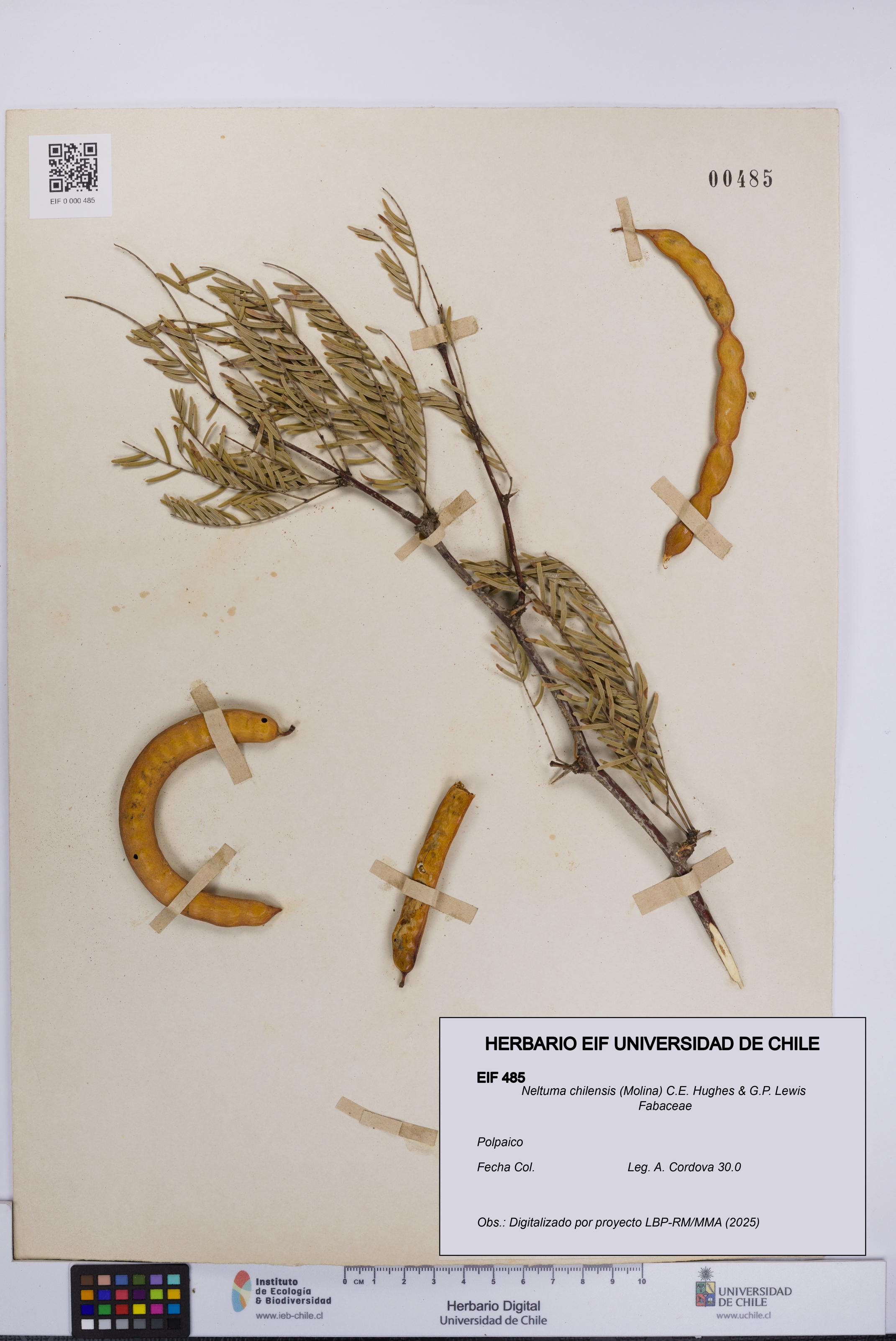 Neltuma chilensis [Espécimen: UCH:EIF:0000485]