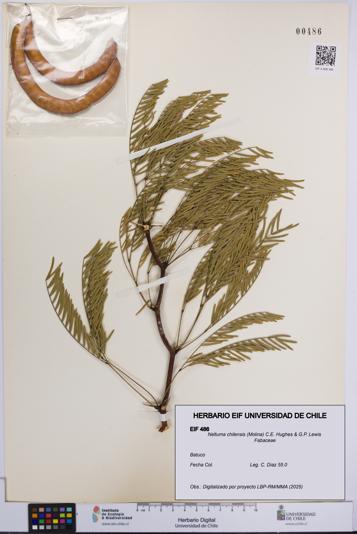 Neltuma chilensis [Espécimen: UCH:EIF:0000486]