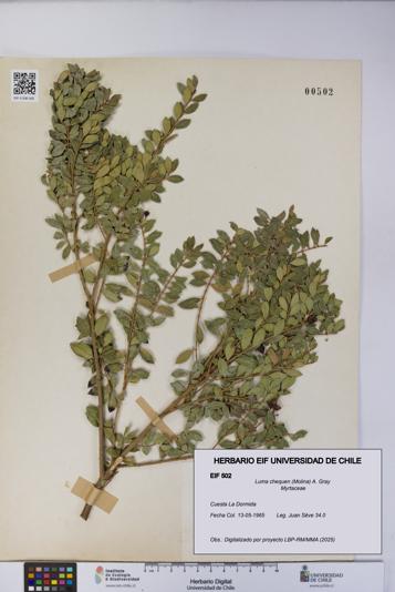 Luma chequen [Espécimen: UCH:EIF:0000502]