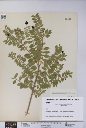 Luma chequen [Espécimen: UCH:EIF:0000503]