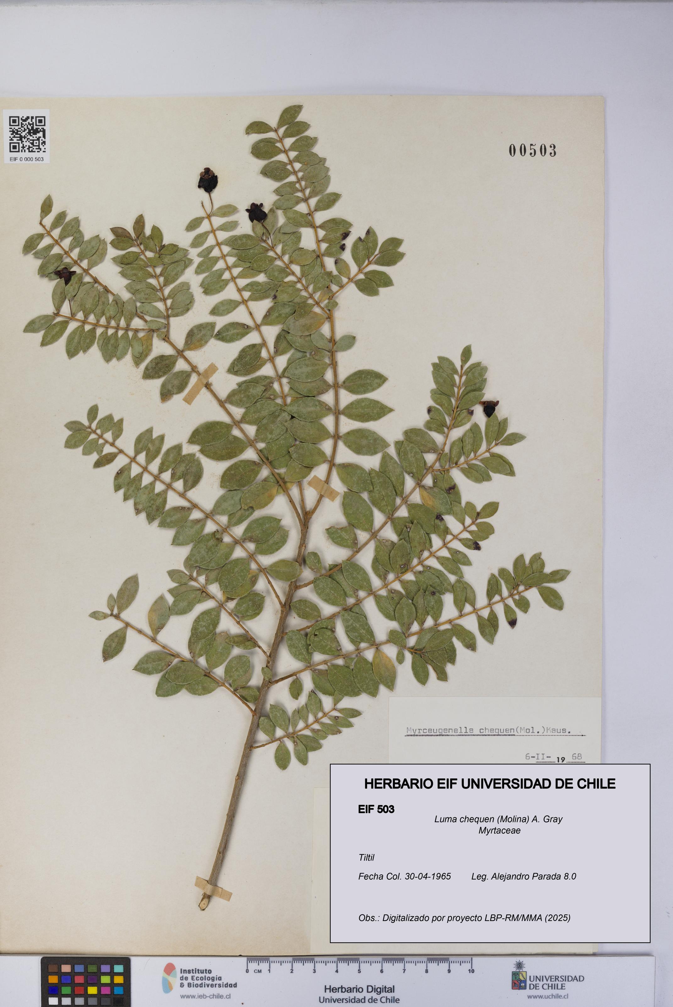 Luma chequen [Espécimen: UCH:EIF:0000503]