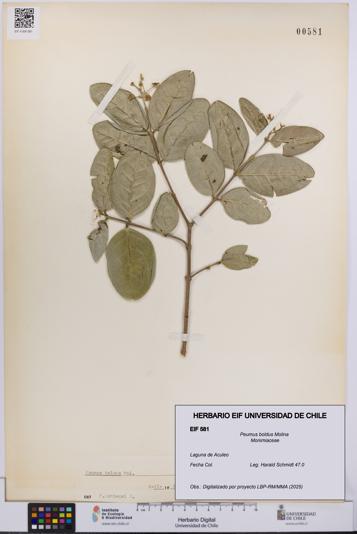 Peumus boldus [Espécimen: UCH:EIF:0000581]