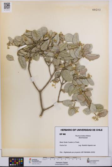 Peumus boldus [Espécimen: UCH:EIF:0000582]