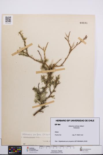 Adesmia confusa [Espécimen: UCH:EIF:0000604]