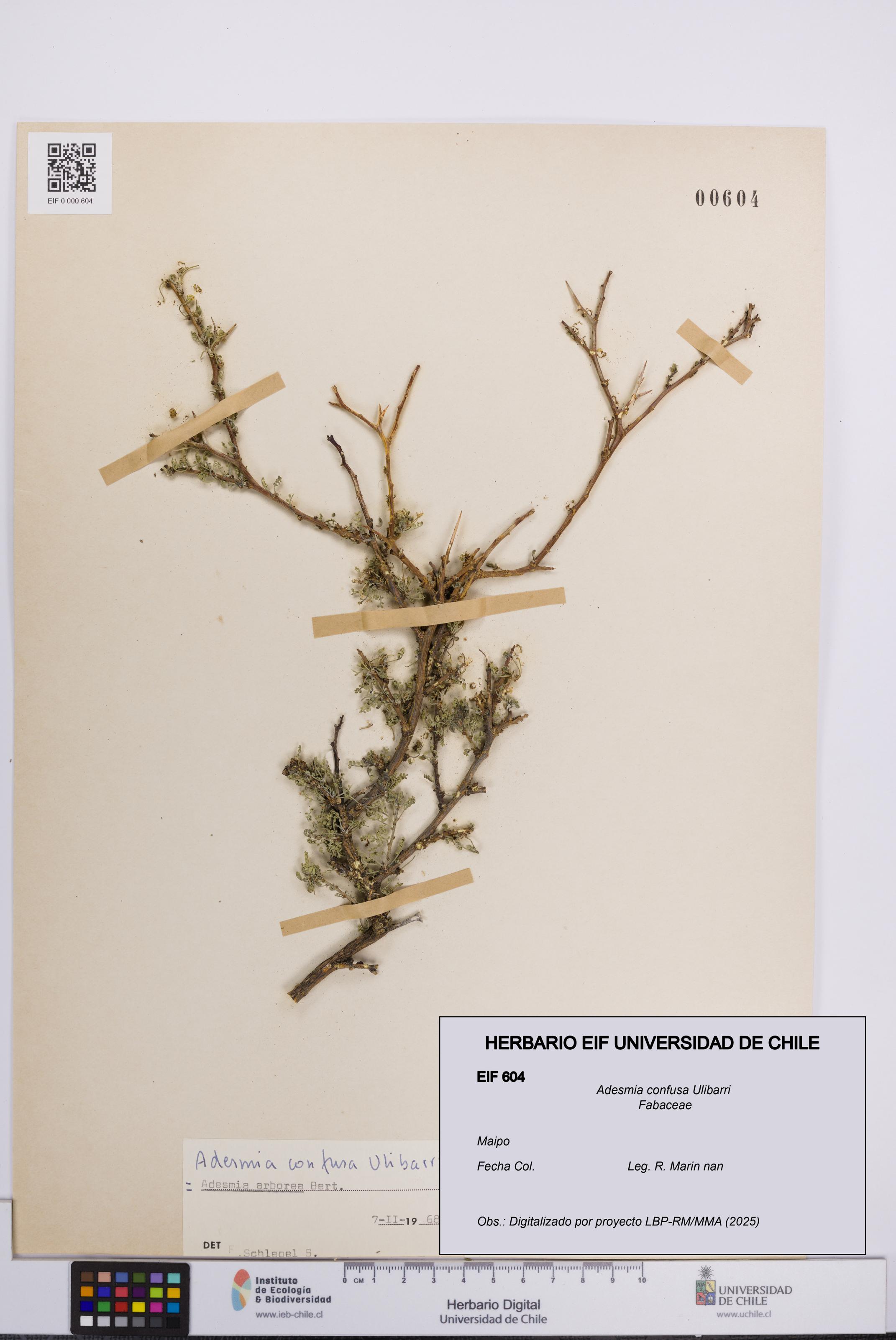 Adesmia confusa [Espécimen: UCH:EIF:0000604]