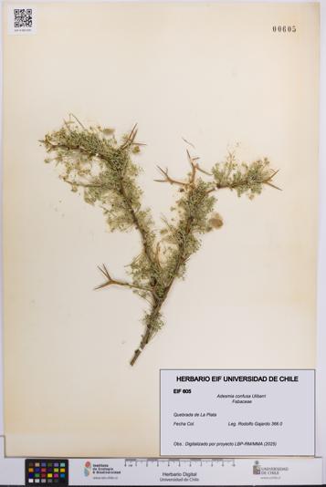 Adesmia confusa [Espécimen: UCH:EIF:0000605]