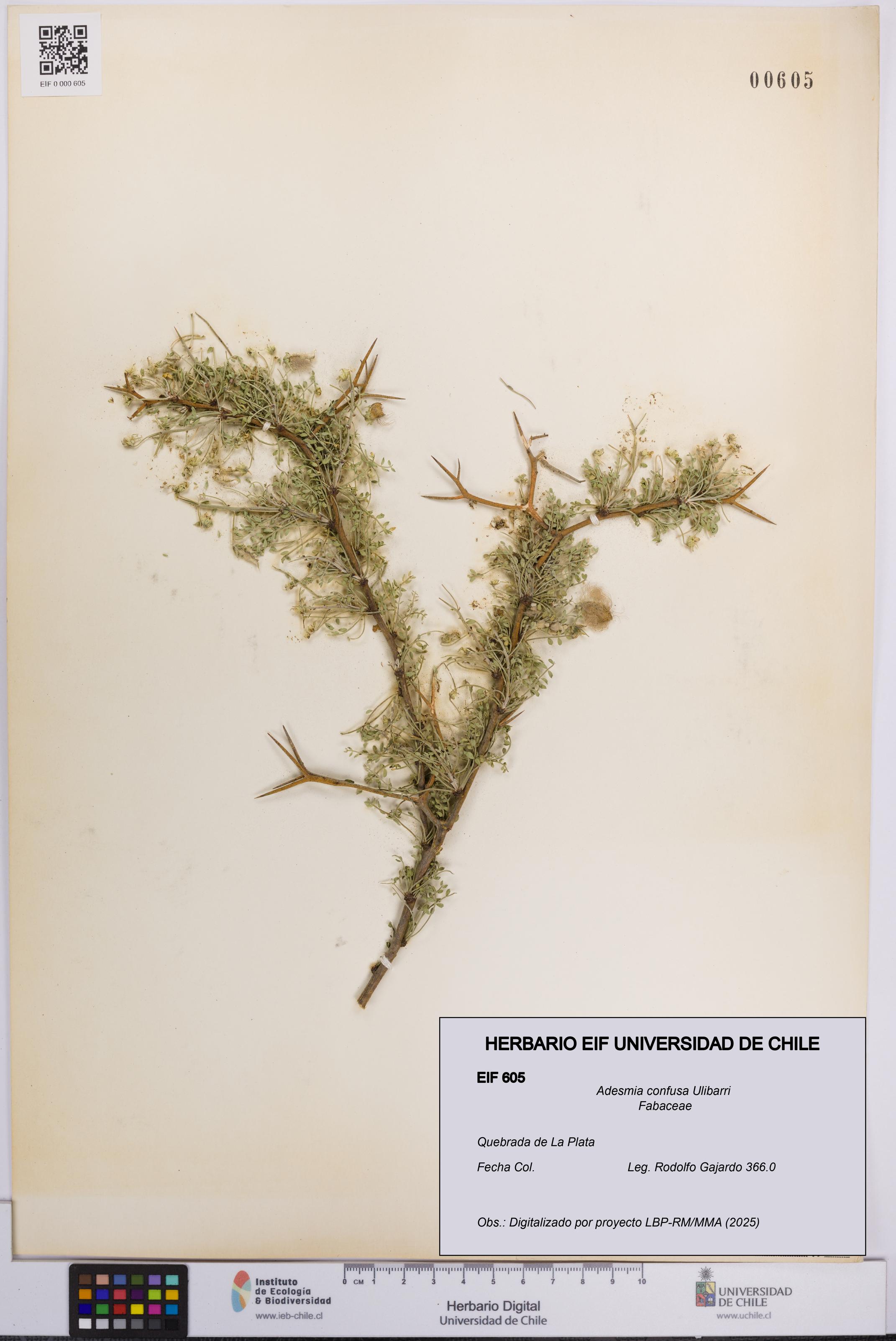 Adesmia confusa [Espécimen: UCH:EIF:0000605]