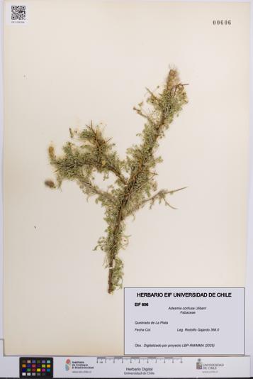 Adesmia confusa [Espécimen: UCH:EIF:0000606]