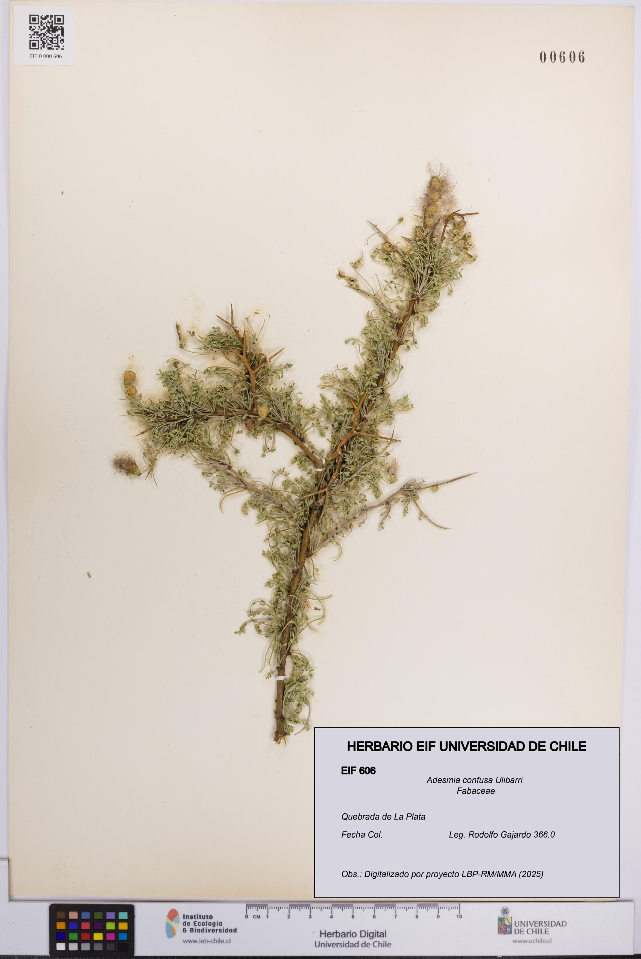 Adesmia confusa [Espécimen: UCH:EIF:0000606]