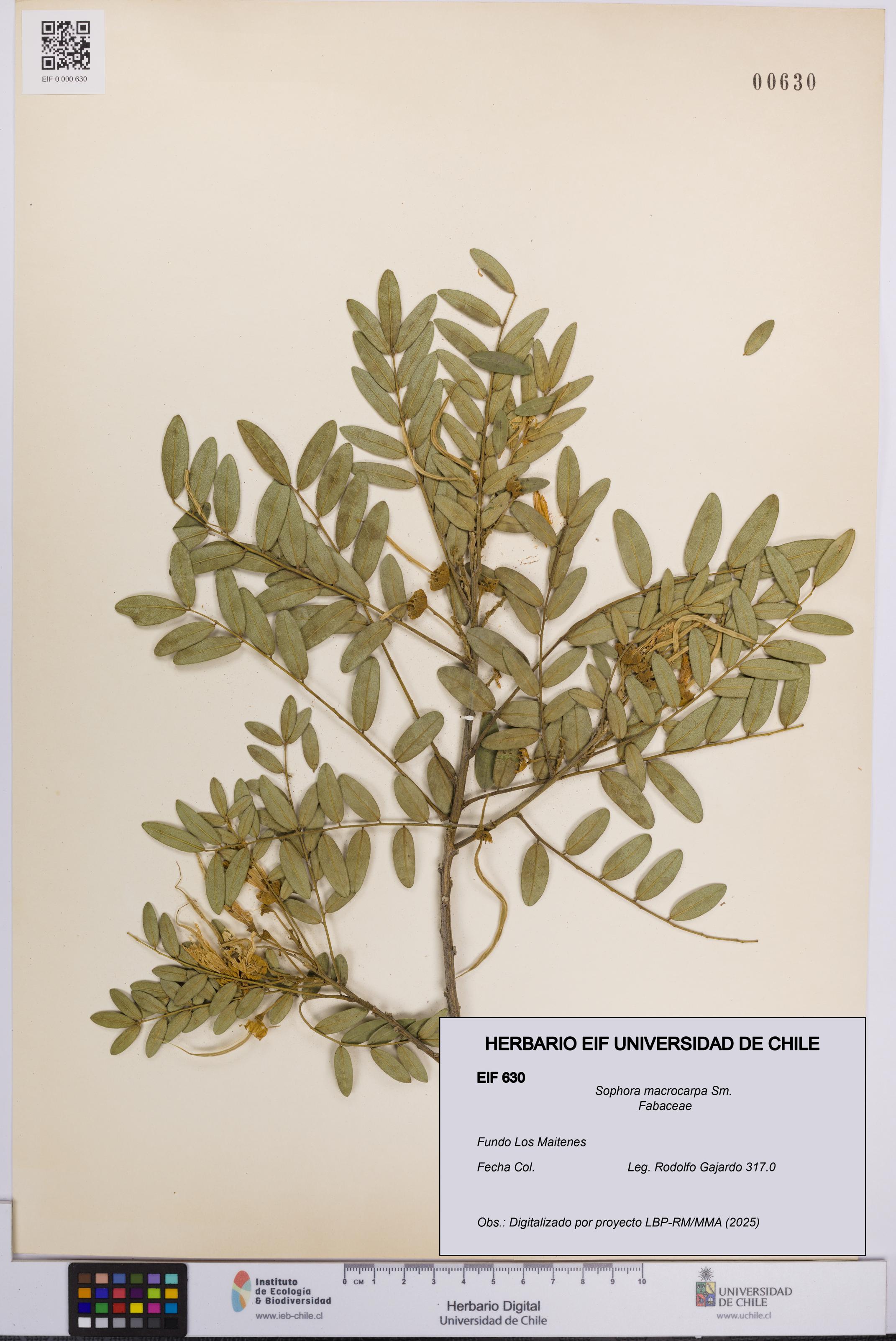 Sophora macrocarpa [Espécimen: UCH:EIF:0000630]
