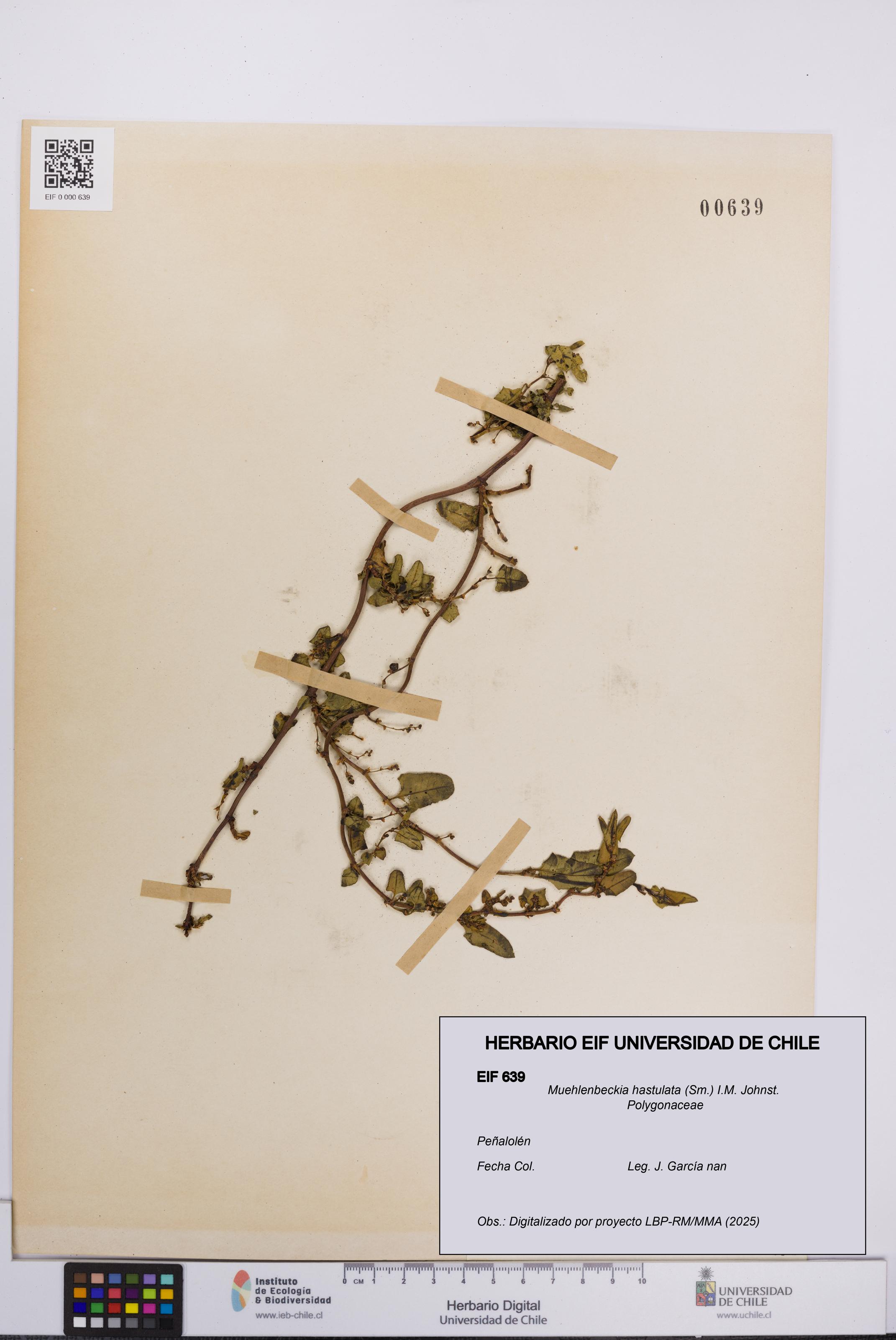 Muehlenbeckia hastulata [Espécimen: UCH:EIF:0000639]