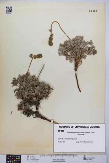 Acaena integerrima [Espécimen: UCH:EIF:0000663]