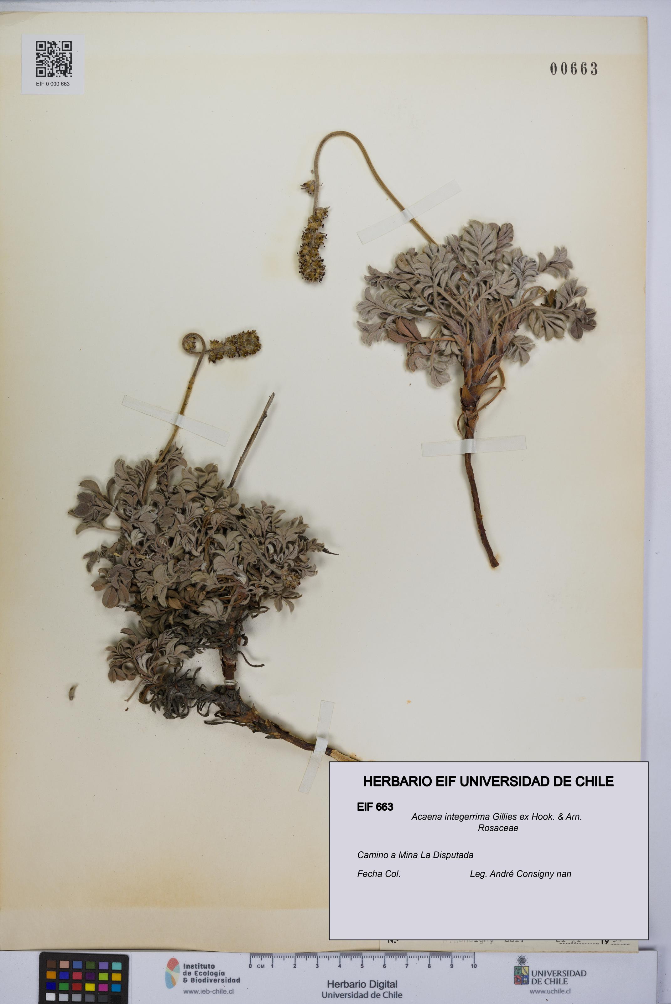 Acaena integerrima [Espécimen: UCH:EIF:0000663]