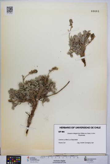 Acaena integerrima [Espécimen: UCH:EIF:0000664]