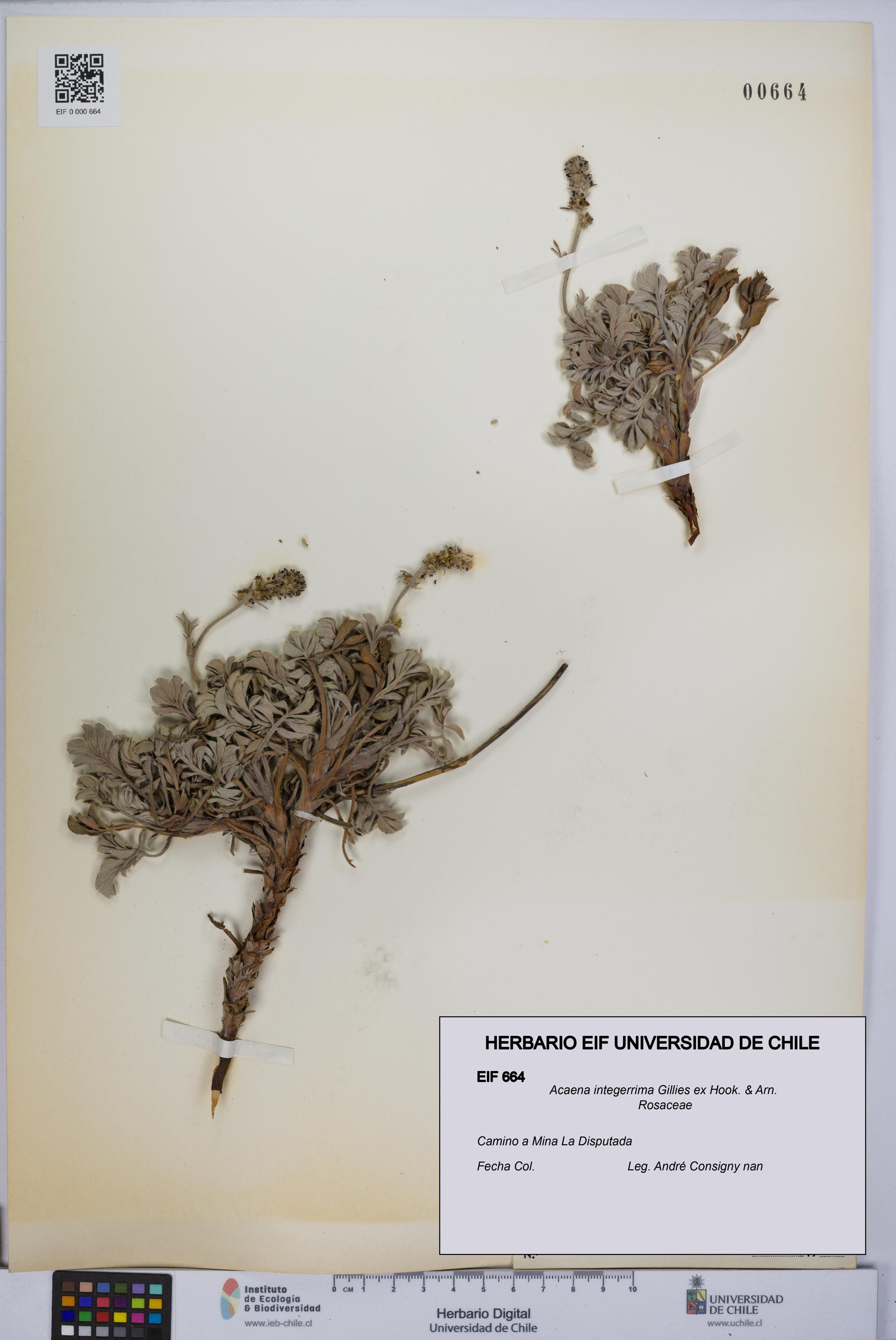 Acaena integerrima [Espécimen: UCH:EIF:0000664]