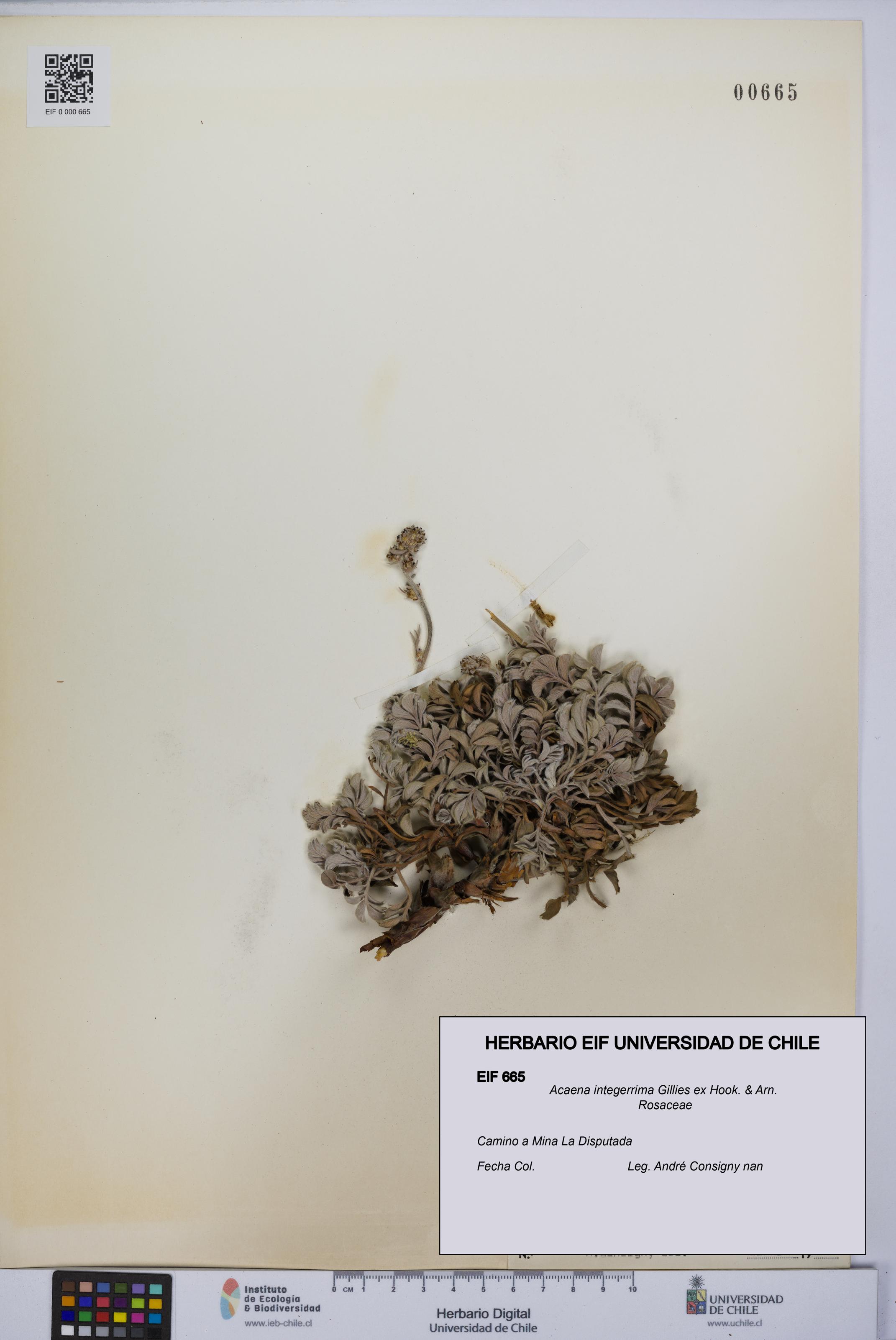 Acaena integerrima [Espécimen: UCH:EIF:0000665]