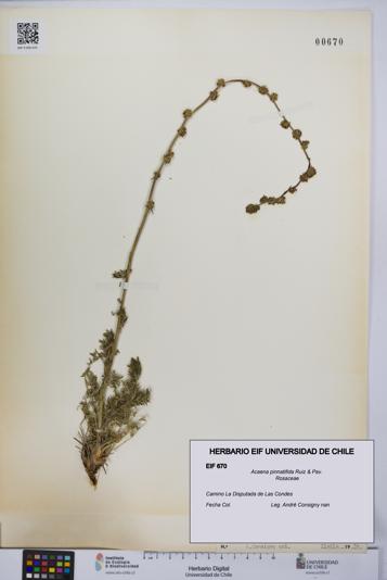 Acaena pinnatifida [Espécimen: UCH:EIF:0000670]