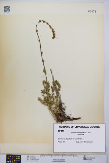 Acaena pinnatifida [Espécimen: UCH:EIF:0000671]