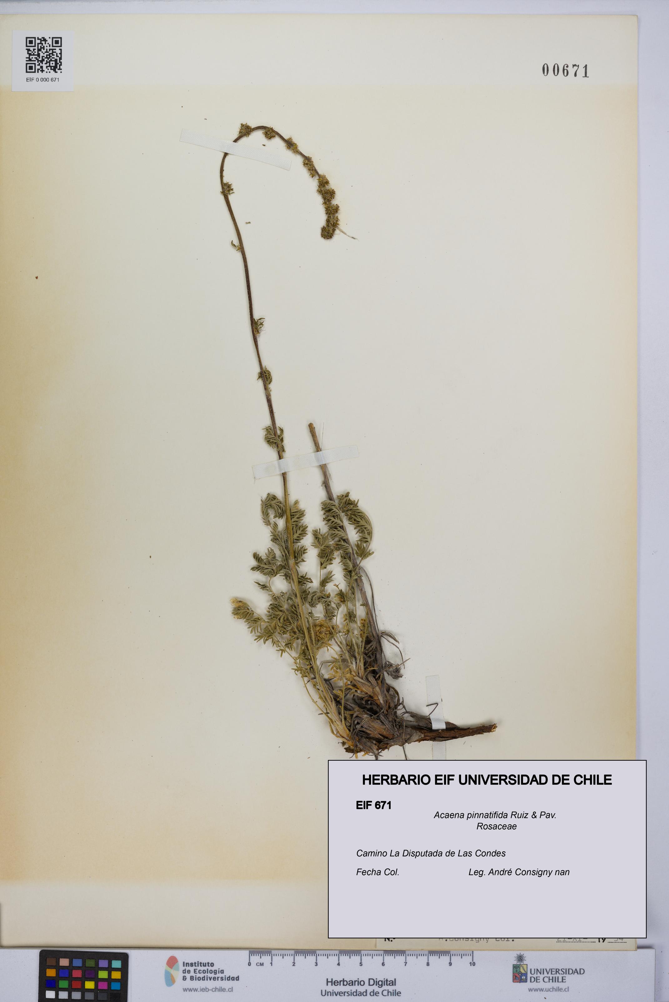 Acaena pinnatifida [Espécimen: UCH:EIF:0000671]