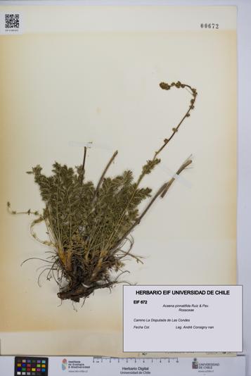Acaena pinnatifida [Espécimen: UCH:EIF:0000672]