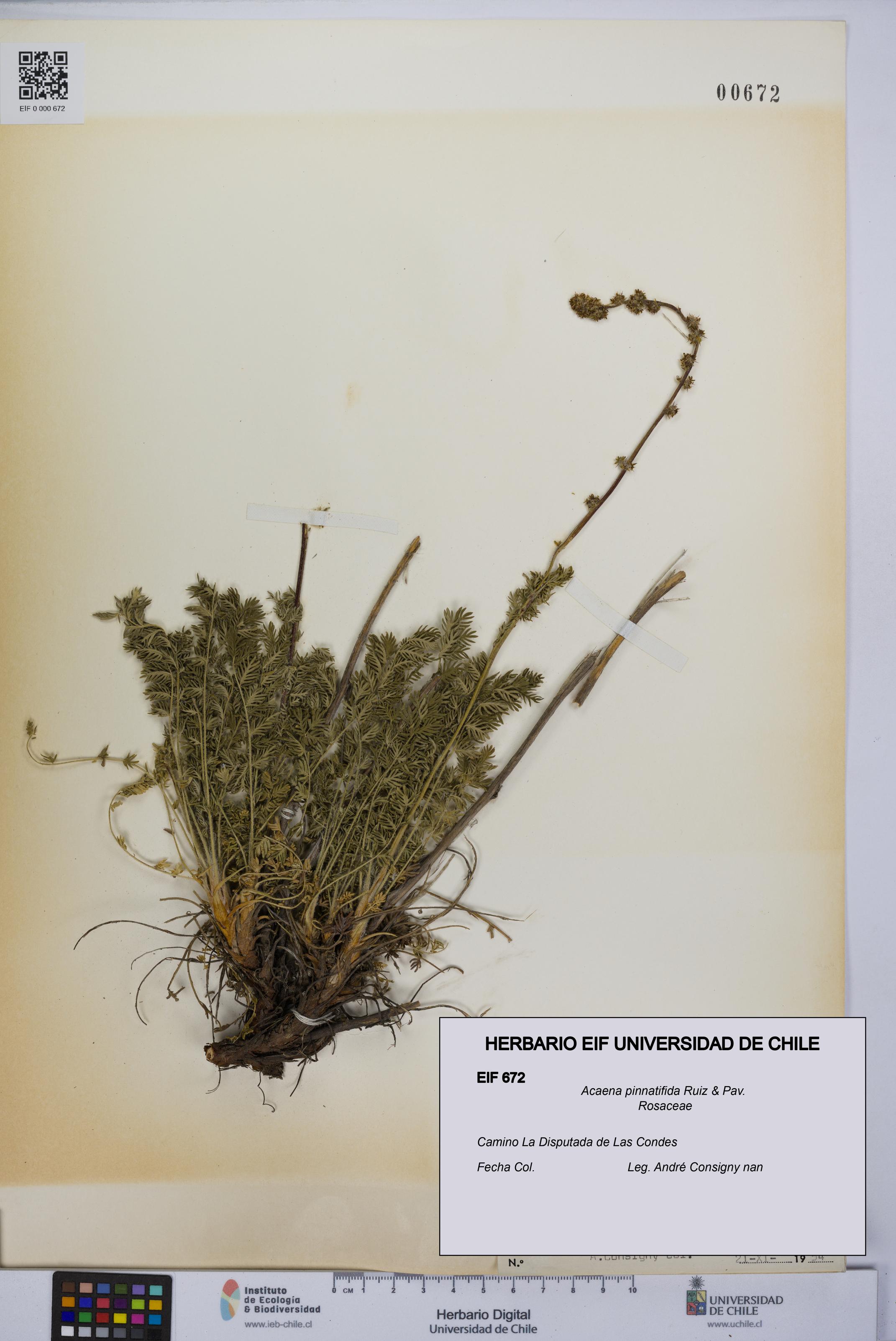 Acaena pinnatifida [Espécimen: UCH:EIF:0000672]