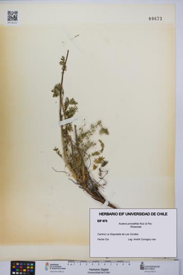 Acaena pinnatifida [Espécimen: UCH:EIF:0000673]