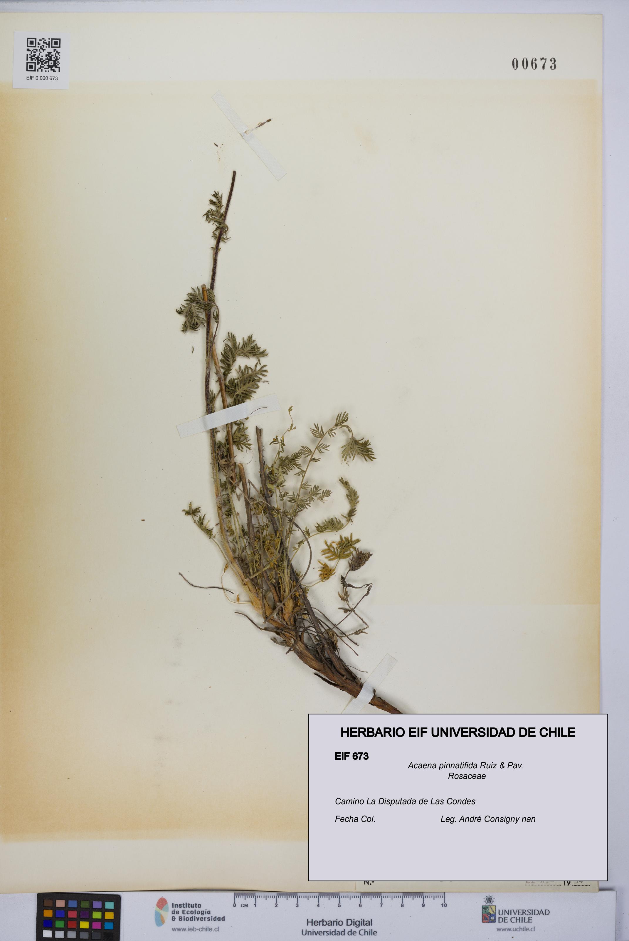 Acaena pinnatifida [Espécimen: UCH:EIF:0000673]