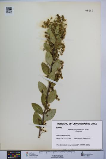 Kageneckia oblonga [Espécimen: UCH:EIF:0000680]