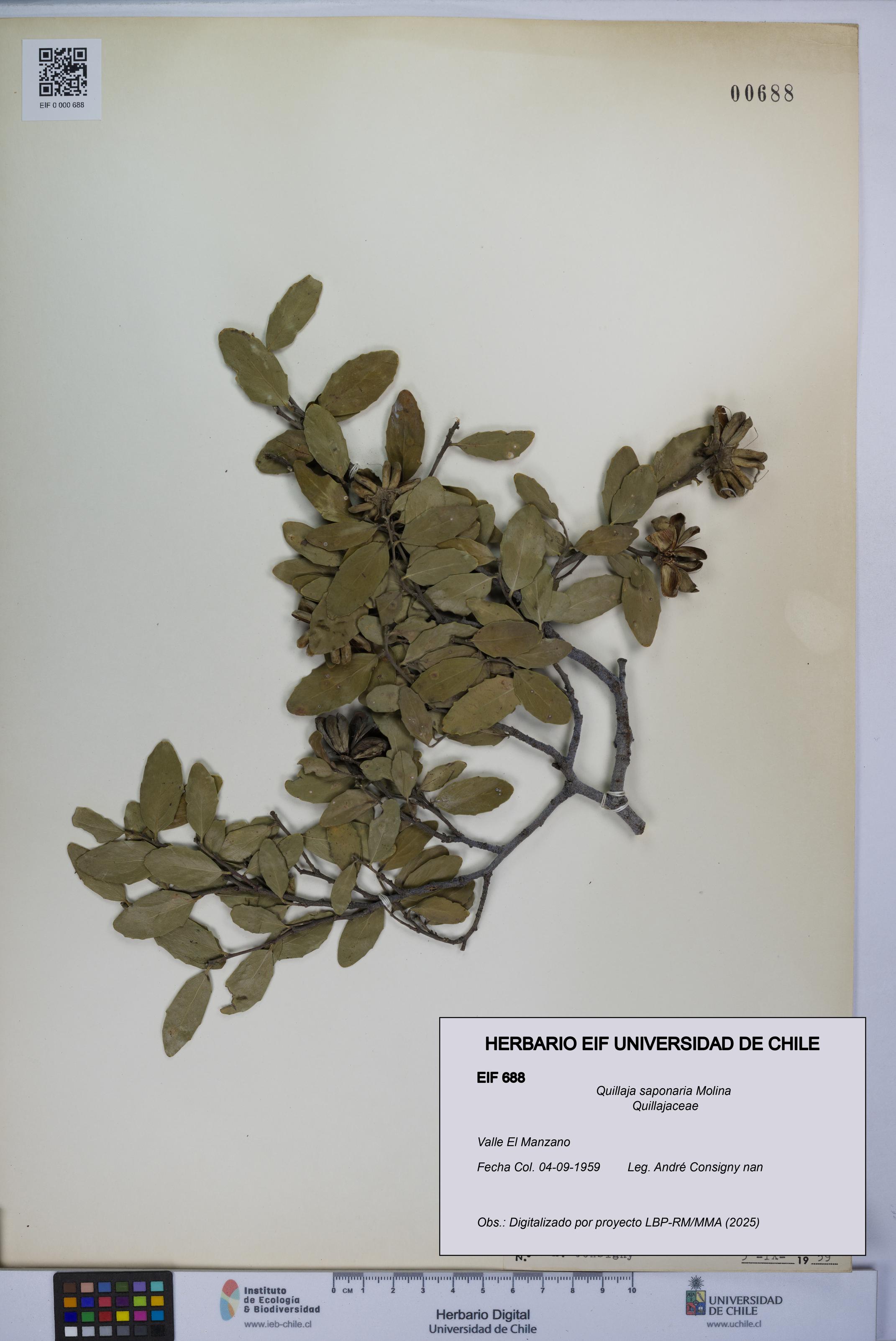 Quillaja saponaria [Espécimen: UCH:EIF:0000688]