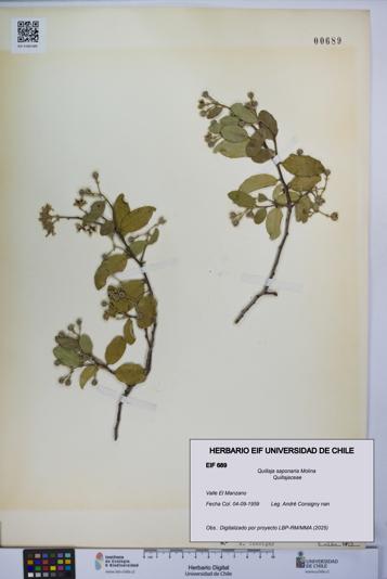 Quillaja saponaria [Espécimen: UCH:EIF:0000689]