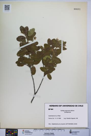Quillaja saponaria [Espécimen: UCH:EIF:0000691]
