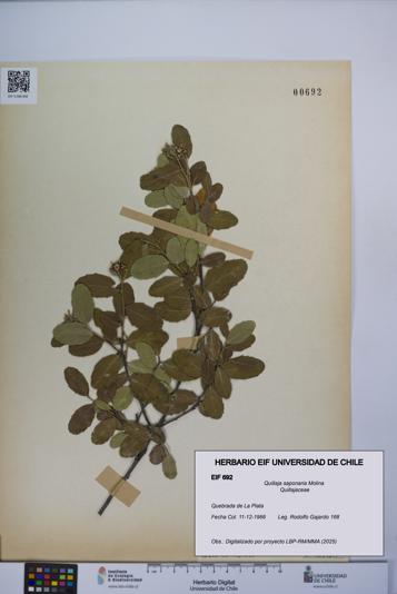 Quillaja saponaria [Espécimen: UCH:EIF:0000692]