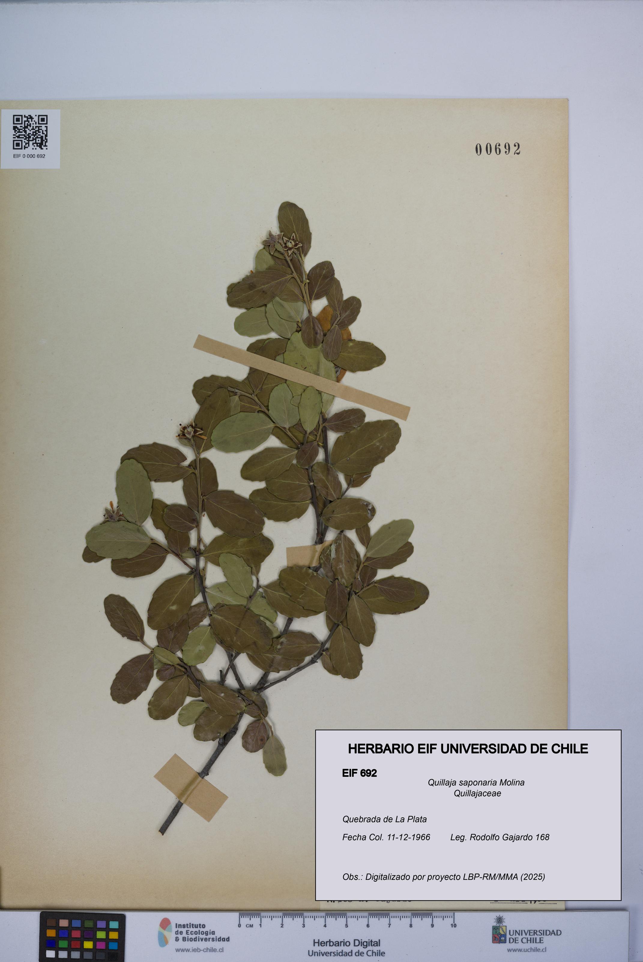 Quillaja saponaria [Espécimen: UCH:EIF:0000692]