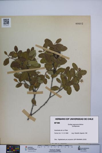 Quillaja saponaria [Espécimen: UCH:EIF:0000693]