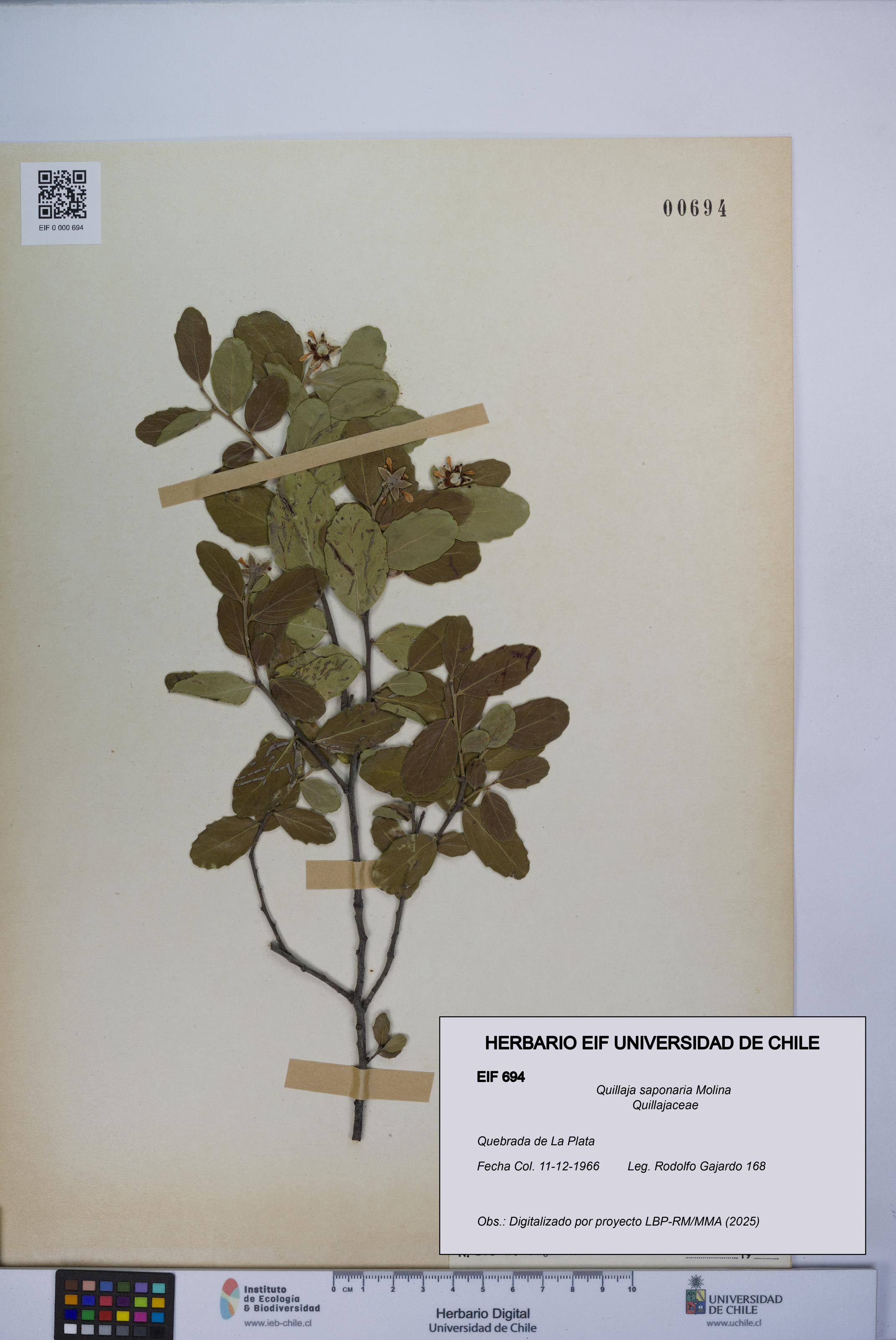 Quillaja saponaria [Espécimen: UCH:EIF:0000694]