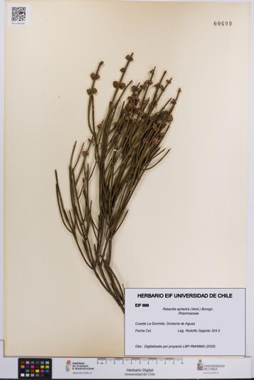 Retanilla ephedra [Espécimen: UCH:EIF:0000699]
