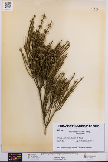 Retanilla ephedra [Espécimen: UCH:EIF:0000700]