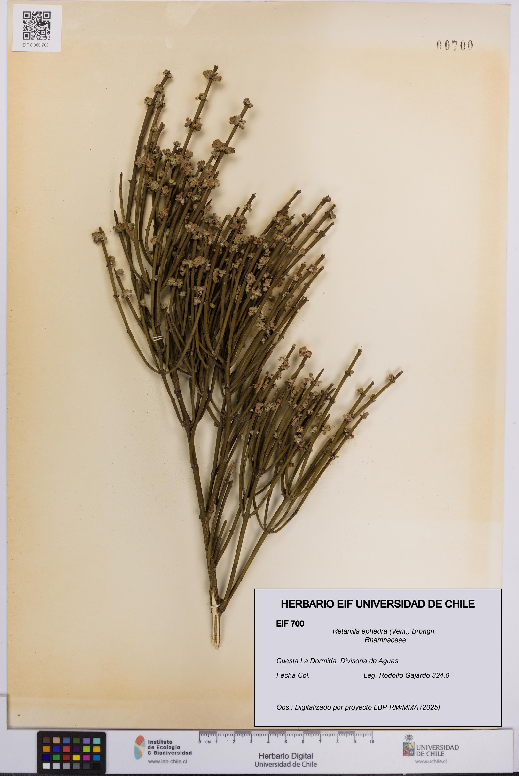 Retanilla ephedra [Espécimen: UCH:EIF:0000700]
